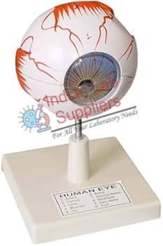 Human Eye Model STEM Science Lab Demonstration Model